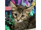 Adopt ROCKIE a Domestic Medium Hair