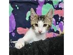 Adopt oliver a Domestic Short Hair