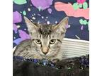 Adopt charlie a Domestic Short Hair