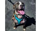 Adopt Dopey a Pit Bull Terrier