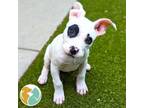 Adopt Courage a Pit Bull Terrier