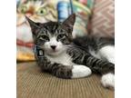 Adopt Travis (*Bonded with Taylor) a Domestic Short Hair