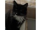 Adopt Kit Kat **FOSTER NEEDED** a Domestic Long Hair