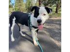 Adopt Mookie a Border Collie, Mixed Breed