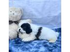 Shih Tzu Puppy for sale in Loogootee, IN, USA