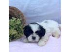 Shih Tzu Puppy for sale in Loogootee, IN, USA