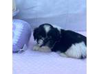 Shih Tzu Puppy for sale in Loogootee, IN, USA