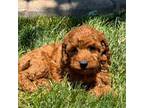 Cock-A-Poo Puppy for sale in Nappanee, IN, USA