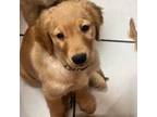 Golden Retriever Puppy for sale in Miami, FL, USA