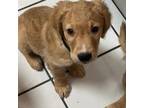 Golden Retriever Puppy for sale in Miami, FL, USA