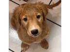 Golden Retriever Puppy for sale in Miami, FL, USA