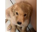 Golden Retriever Puppy for sale in Miami, FL, USA