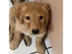 Golden Retriever Puppy for sale in Miami, FL, USA