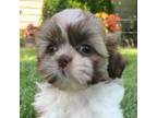 Shih Tzu Puppy for sale in Sarcoxie, MO, USA