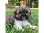 Shih Tzu Puppy for sale in Sarcoxie, MO, USA