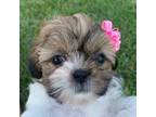 Shih Tzu Puppy for sale in Sarcoxie, MO, USA