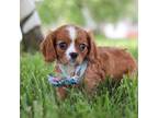 Cavalier King Charles Spaniel Puppy for sale in Wooster, OH, USA