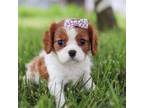 Cavalier King Charles Spaniel Puppy for sale in Wooster, OH, USA