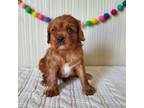 Cavalier King Charles Spaniel Puppy for sale in Goshen, IN, USA