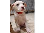 Adopt Bentley a Pit Bull Terrier