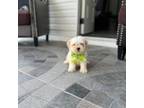 Maltipoo Puppy for sale in Tampa, FL, USA