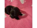 Shih Tzu Puppy for sale in Grundy Center, IA, USA