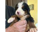 Bernese Mountain Dog Puppy for sale in Greenville, MS, USA