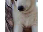 German Shepherd Dog Puppy for sale in Horatio, AR, USA