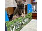 French Bulldog Puppy for sale in Thomson, GA, USA