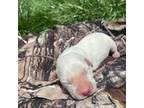 Labrador Retriever Puppy for sale in Mount Carmel, IL, USA