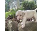 Labrador Retriever Puppy for sale in Logan, OH, USA