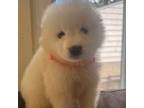 Samoyed Puppy for sale in Severna Park, MD, USA