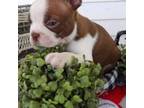 Boston Terrier Puppy for sale in Lansing, MI, USA