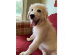 Adopt Finnegan a Great Pyrenees