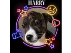 Adopt Harry a Labrador Retriever, Terrier