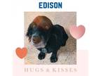 Adopt Edison a Cocker Spaniel