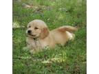 Golden Retriever Puppy for sale in Rocky Mount, VA, USA