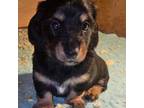 Dachshund Puppy for sale in Rockford, IL, USA