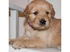 Golden Retriever Puppy for sale in Hillsboro, WI, USA