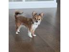 Chihuahua Puppy for sale in Grants Pass, OR, USA