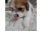Maltese Puppy for sale in Florence, NJ, USA