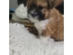 Shih Tzu Puppy for sale in Florence, NJ, USA