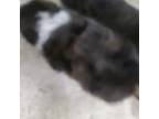 Shih Tzu Puppy for sale in Florence, NJ, USA