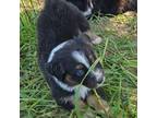 Australian Shepherd Puppy for sale in Silex, MO, USA