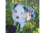 Australian Shepherd Puppy for sale in Silex, MO, USA