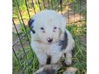 Australian Shepherd Puppy for sale in Silex, MO, USA