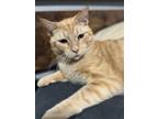 Adopt Stinky Cheese a Domestic Short Hair