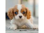 Cavalier King Charles Spaniel Puppy for sale in New Haven, IN, USA