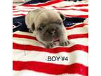 French Bulldog Puppy for sale in Grand Junction, CO, USA