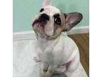 French Bulldog Puppy for sale in Grand Junction, CO, USA